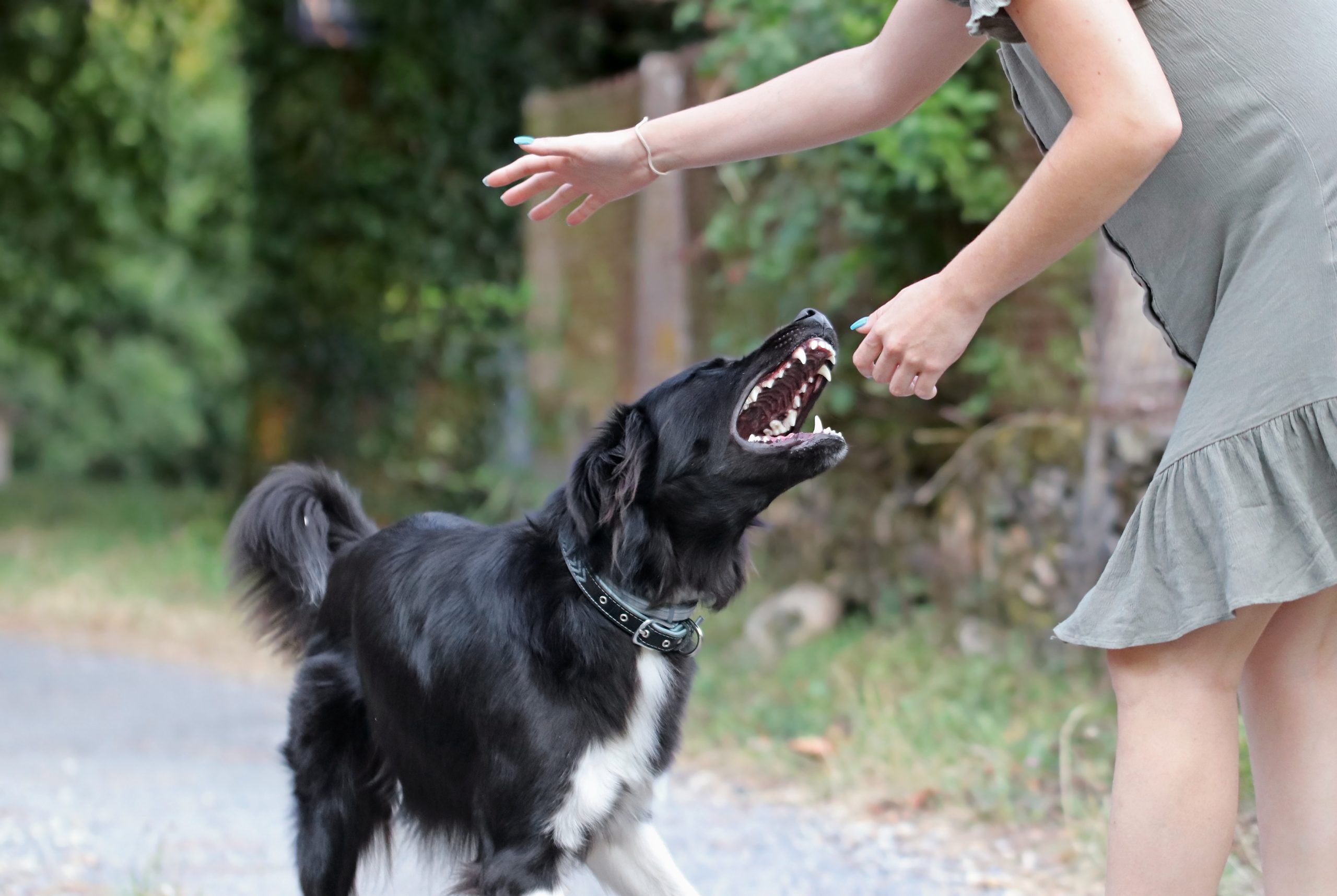 Dog Bites