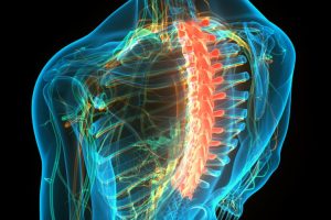 3D Illustration Concept of Spinal Cord Vertebral Column Thoracic Vertebrae of Human Skeleton System Anatomy