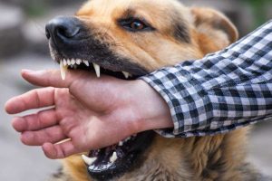dog-bite-injury-attorneys-1170x670